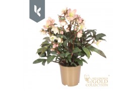 Helleborus x ballardiae hgc maestro HGC Helleborus Maestro in het goud