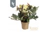 Helleborus hgc malory HGC Helleborus Malory in het goud20 bl.