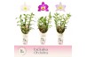 Dendrobium nobile mix Dendrobium Nobilé, Mix 3-spike Exclusiva Orchide