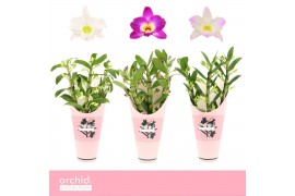Dendrobium nobile mix Dendrobium Nobilé, Mix 3-spike Compact Orchid Co