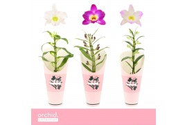 Dendrobium nobile mix Dendrobium Nobilé, Mix 1-spike Compact Orchid Co