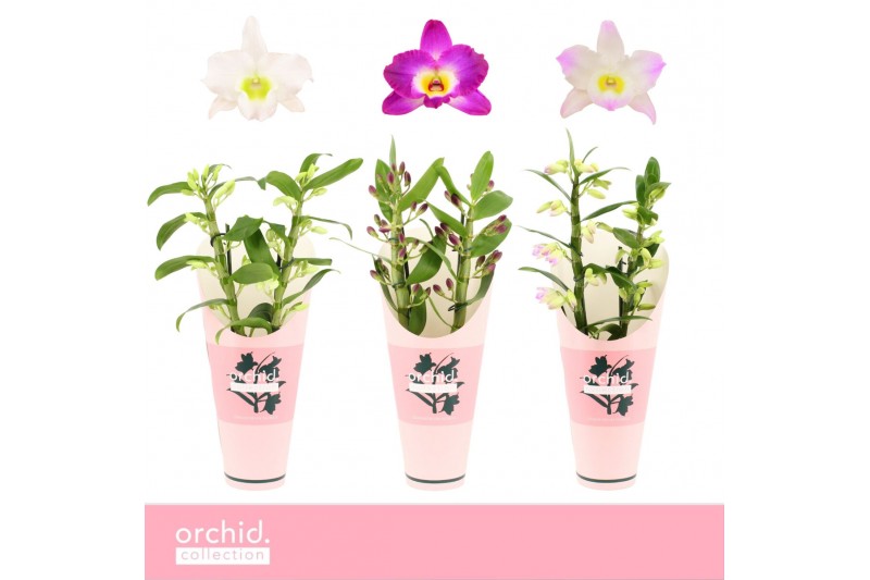 Dendrobium nobile mix Dendrobium Nobilé, Mix 2-spike Compact Orchid Co 