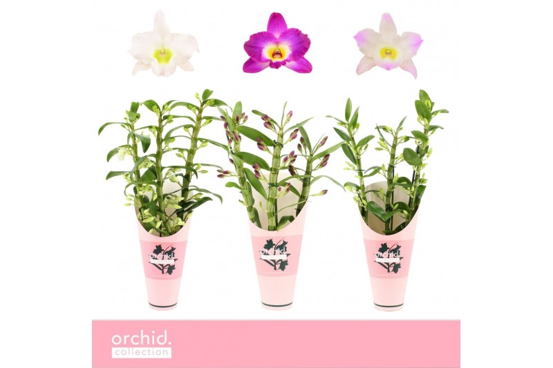 Dendrobium nobile mix Dendrobium Nobilé, Mix 3-spike Orchid Collection 