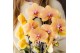 Phalaenopsis elegant cascade Kolibri Orchids Cascade Niagara Fall yell 