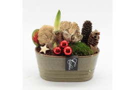 Arrangementen hippeastrum HICR-2510R Kerst Amaryllis 1 pp