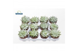 Echeveria agavoides Echeveria White Snow1 bl.