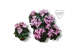 Cyclamen pers. super serie djix Cyclamen Exclusive® Djix Roze 20 cm di
