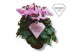 Cyclamen pers. super serie djix Cyclamen Exclusive® Djix Roze 20 cm di 
