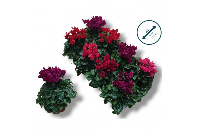 Cyclamen pers. super serie compact Cyclaam -DARK MIX 17 cm diameter di 