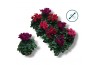 Cyclamen pers. super serie compact Cyclaam -DARK MIX 17 cm diameter di