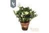Helleborus hgc jonas HGC Helleborus Niger selectie in stenen pot30 bl.