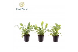 Phlebodium blue star Phlebodium Blue Star 7 cm