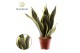 Sansevieria trifasciata futura superba Sansevieria Futura Superba 3 st 