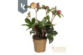Helleborus HGC Helleborus Ice N Roses Pink Promise in goud15 bl.