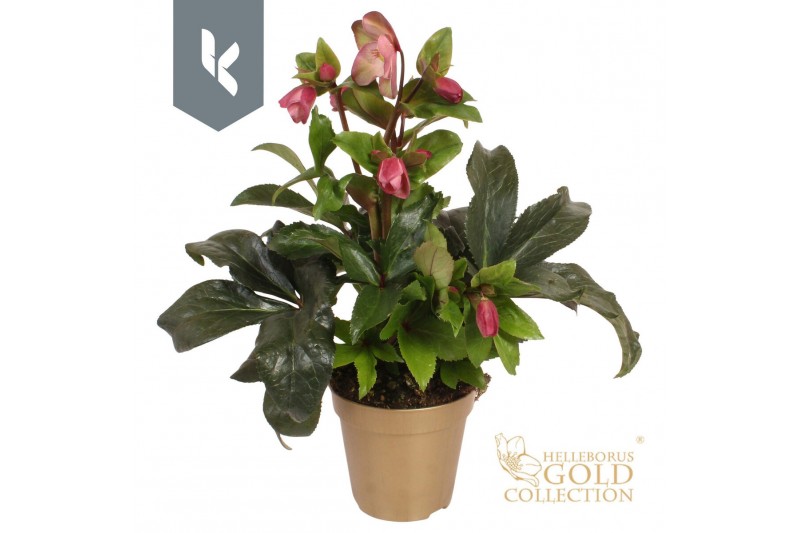 Helleborus hgc ice n roses early red HGC Helleborus Ice N Roses Red in 