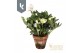 Helleborus hgc jonas HGC Helleborus Niger selectie in stenen pot30 bl. 