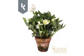Helleborus hgc jonas HGC Helleborus Niger selectie in stenen pot30 bl.