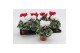 Cyclamen pers. super serie picasso Cyclaam Picasso Red & White22 cm di 