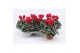 Cyclamen pers. super serie picasso Cyclaam Super Serie Picasso Red22 c 