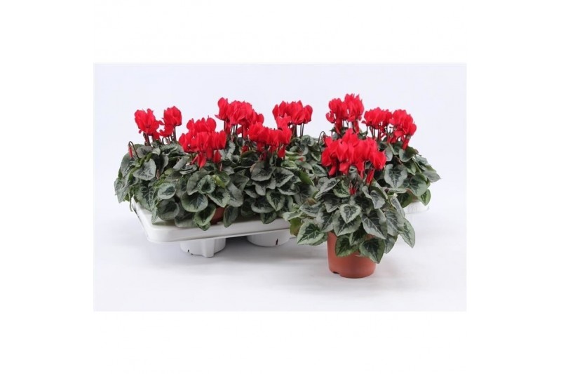 Cyclamen pers. super serie picasso Cyclaam Super Serie Picasso Red22 c 
