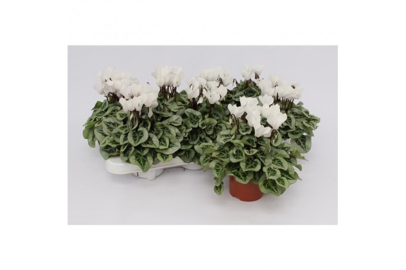 Cyclamen pers. super serie picasso Cyclaam Super Serie Picasso White22 
