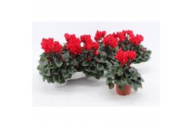 Cyclamen pers. midori synchro Cyclaam Mini Red15 cm diameter rood 1 pp