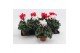 Cyclamen pers. midi super serie macro Cyclaam Macro Red & White22 cm d 