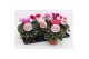 Cyclamen pers. midi garden Cyclaam Garden Green Leaf22 cm diameter 1 p 