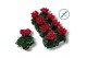 Cyclamen pers. super serie compact Cyclaam-ROOD 17 cm diameter rood 
