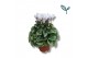 Cyclamen pers. super serie donatello Cyclamen-DONATELLO-WIT 17 cm diam 