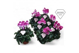 Super Serie Fusion Midi Cyclamen Exclusive® Fusion 17 cm diameter paar