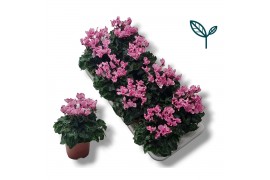 Cyclamen pers. metis victoria Cyclamen Premium Victoria Creme Roze 20 