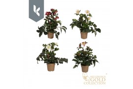 Helleborus Hgc Ice N Roses gemengd HGC Ice N Roses Mix laag in het gou