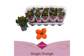 Kalanchoe acheron Kalanchoe favorita orange stadium 11 pp
