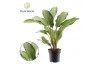 Aglaonema cleopatra Aglaonema Cleopatra 3 pp
