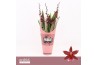 Burrageara barrocco red Barrocco Red, 3/4-spike 65+ cm Orchid Collecti