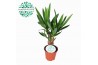 Yucca Yucca p12, 20 cm (3+ KOP) 1 pp