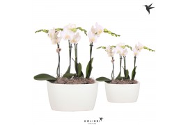Phalaenopsis Kolibri Orchids Phalaenopsis white 4 spike in Oval Twins 