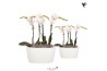 Phalaenopsis Kolibri Orchids Phalaenopsis white 4 spike in Oval Twins 