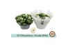 Kalanchoe rosalina menzel Kalanchoë Double White in SV.COloursleeve6 p