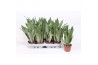 Sansevieria trifasciata moonshine Sansevieria Moonshine