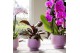 Phalaenopsis elegant cascade Kolibri Orchids Cascade Niagara fall 2 sp 