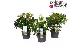 Helleborus orientalis Helleborus orientalis mix P1910 bl.