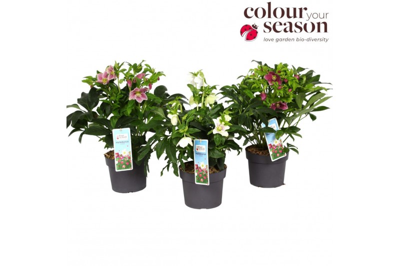 Helleborus orientalis Helleborus orientalis mix P1910 bl. 