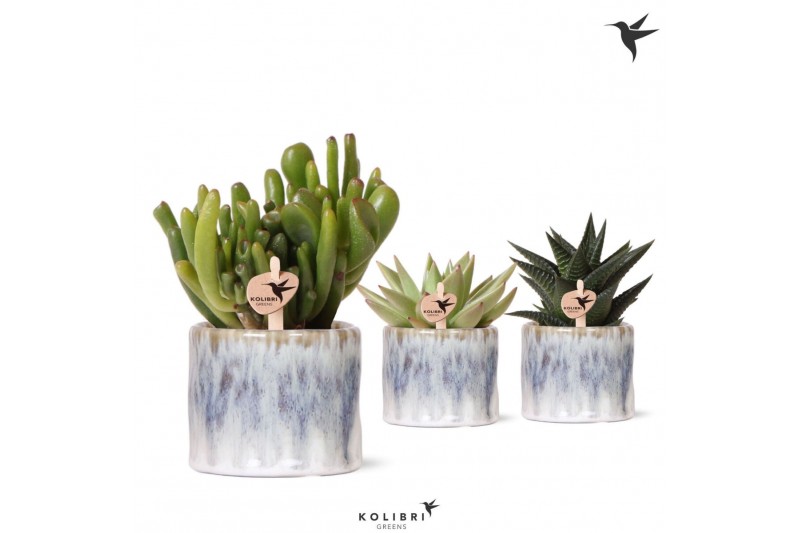 Succulenten mix Kolibri Greens Succulenten mix in Sky pot1 pp 