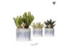 Succulenten mix Kolibri Greens Succulenten mix in Sky pot1 pp