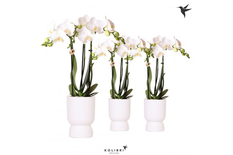 Phalaenopsis multiflora wit Kolibri Orchids Phalaenopsis white 3 spike 