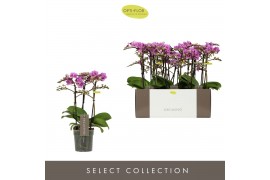 Phalaenopsis multiflora violet queen Exclusivo Violet Queen 3 spike25 