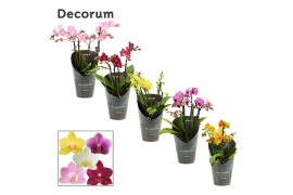 Phalaenopsis multiflora mix Phalaenopsis dazzling melange 3-4 tak (Dec