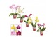 Phalaenopsis multiflora mix Phalaenopsis multiflora 2 tak mix (Scenza) 